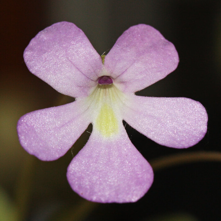 Жирянка Мостезума Гигантеа (Pinguicula Moctezumae x Gigantea) D5см