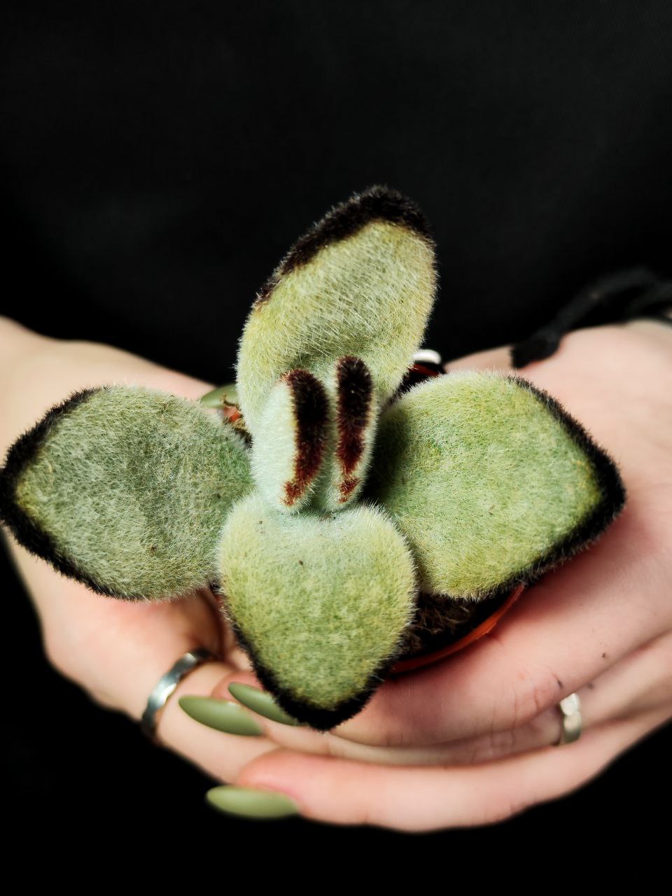 Каланхоэ Томентоза Джамбо (Kalanchoe Tomentosa Jumbo) D5см
