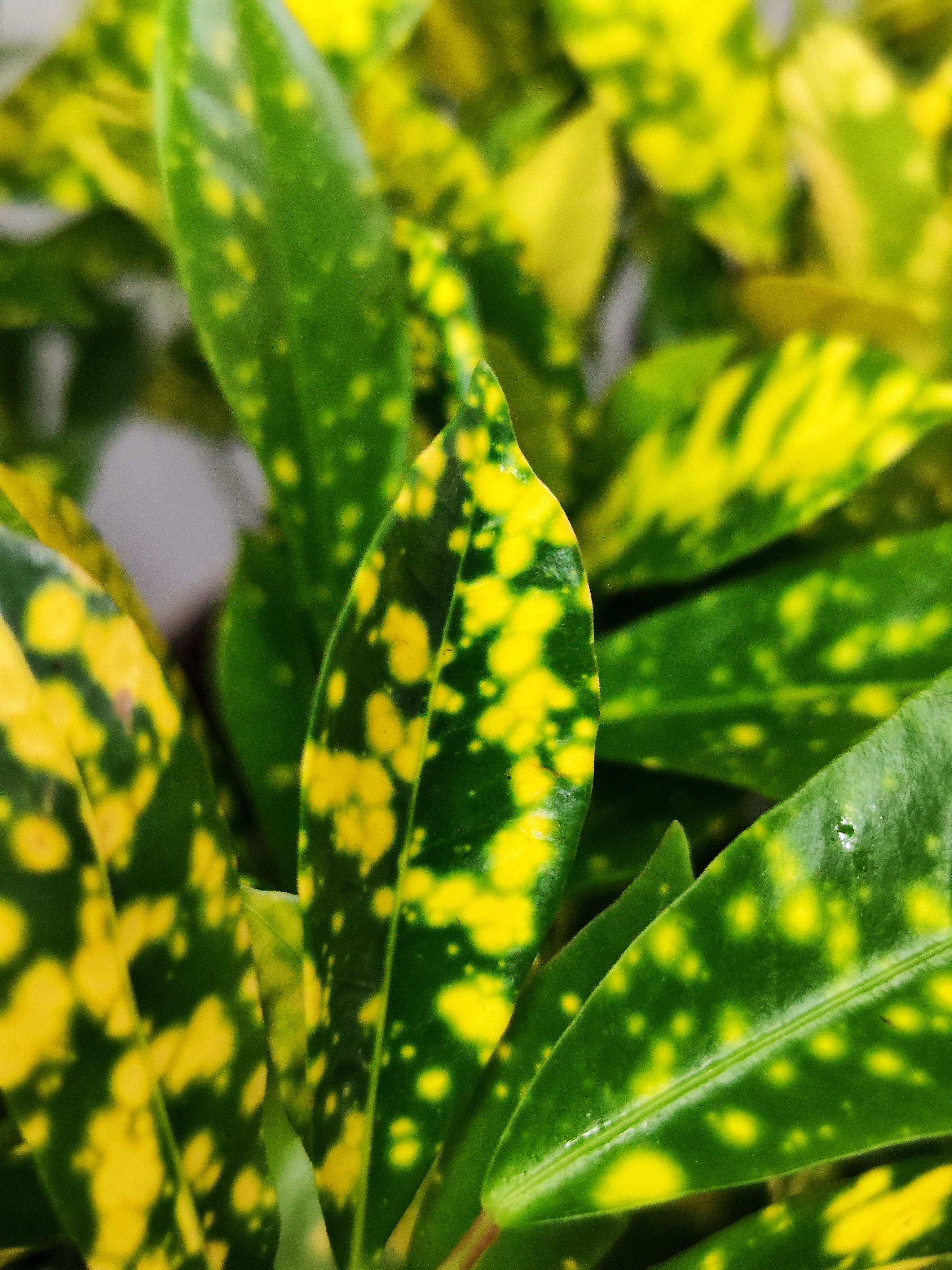 Кодиеум, или Кротон Аукуболистный (Codiaeum Aucubaefolia) D6см