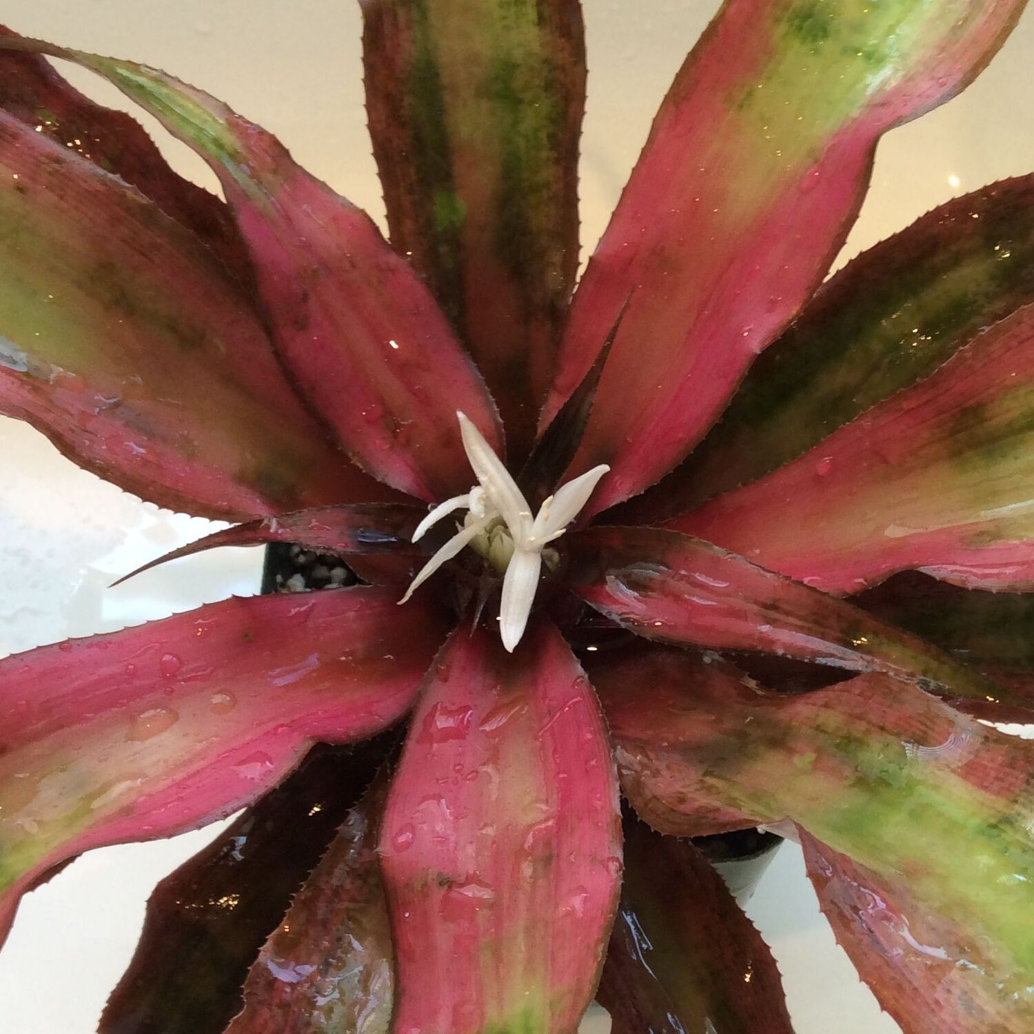 Криптантус Клубничный Фламбе (Cryptanthus Strawberry Flambee) D9см