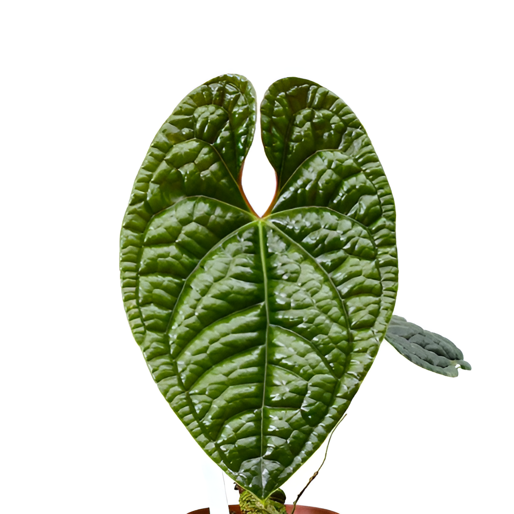 Антуриум Люксурианс (Anthurium Luxurians) D12см