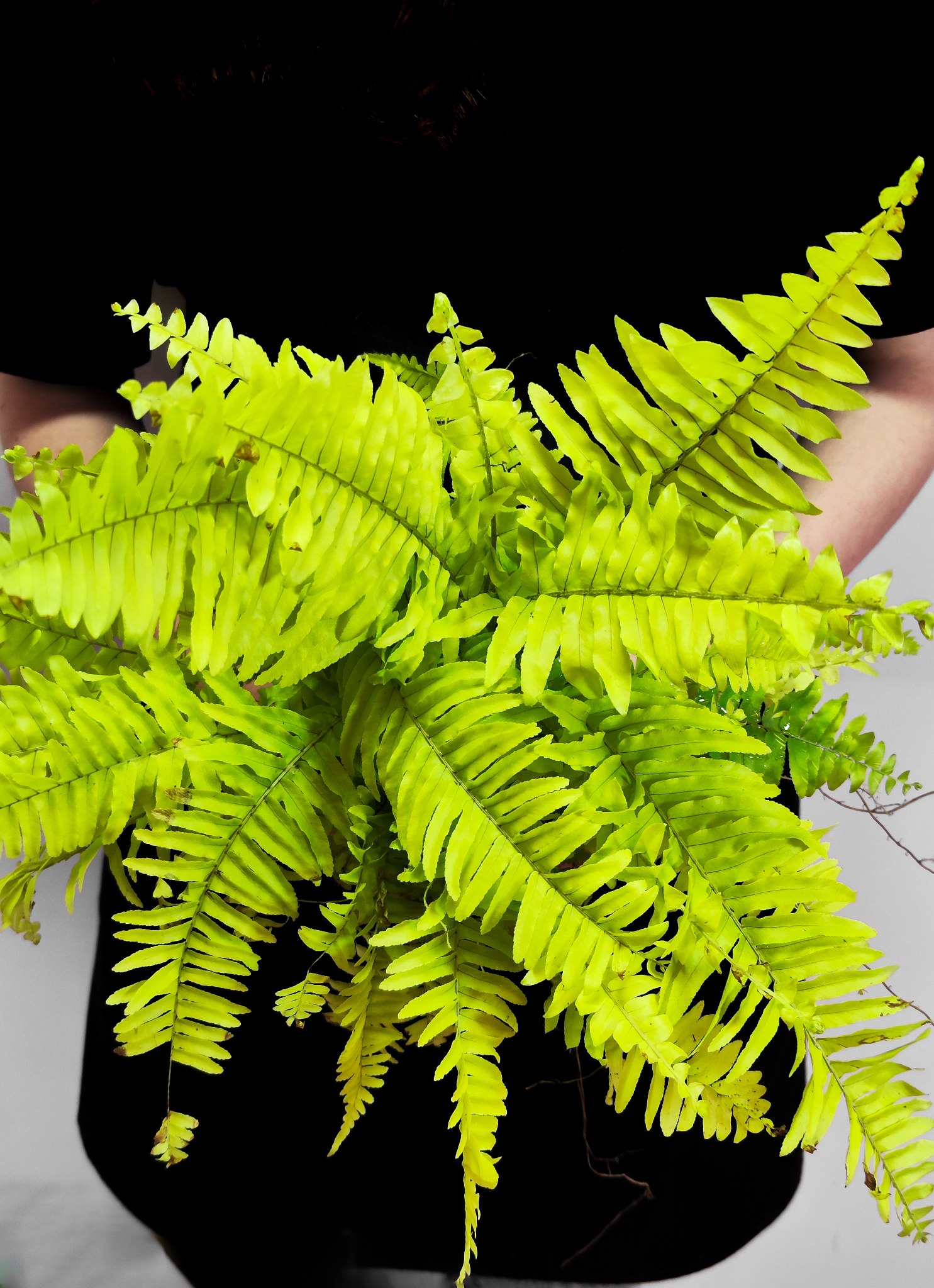 Нефролепис Блонд (Nephrolepis Blonde) D12см