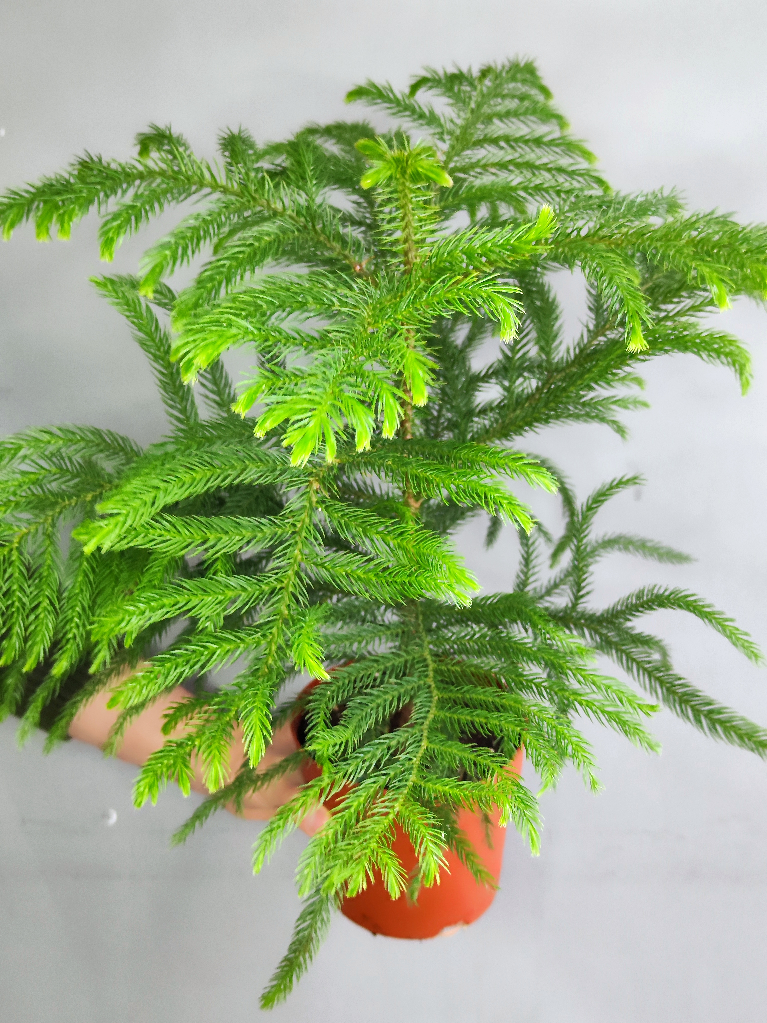 Араукария Разнолистная (Araucaria Heterophylla) D14см