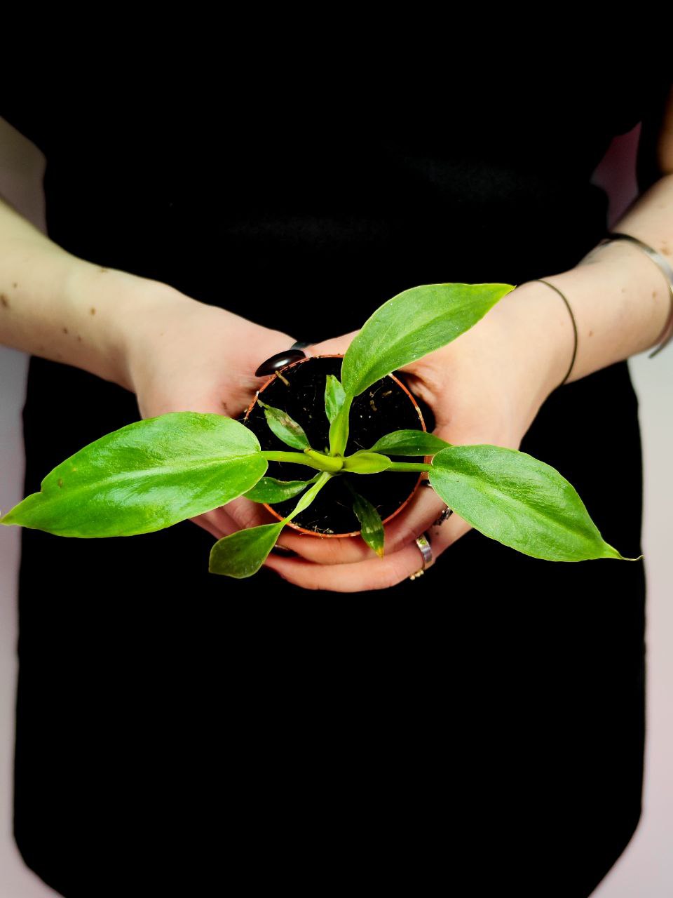 Филодендрон Радиатум (Philodendron Radiatum) D6см