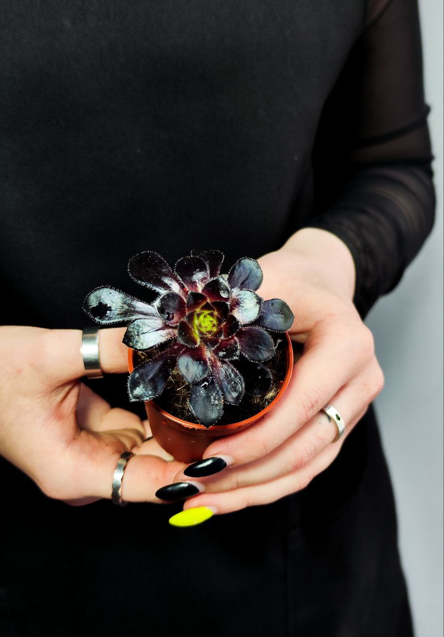 Эониум Шварцкопфа, или Черная Роза (Aeonium Schwarzkopf) D5см
