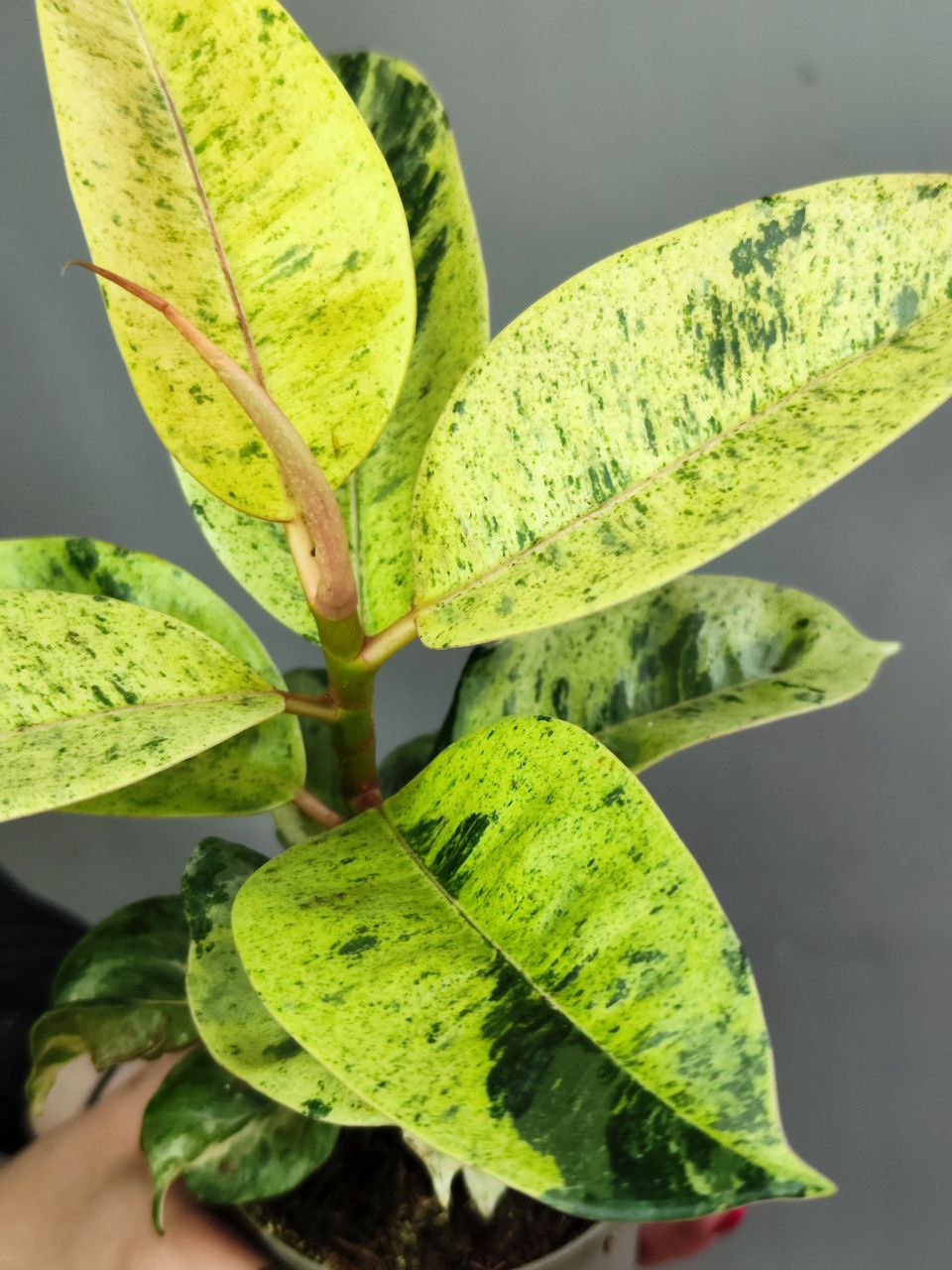 Фикус Вариегатный Эластика Шрайвериана (Ficus Elastica Shivereana) D10см