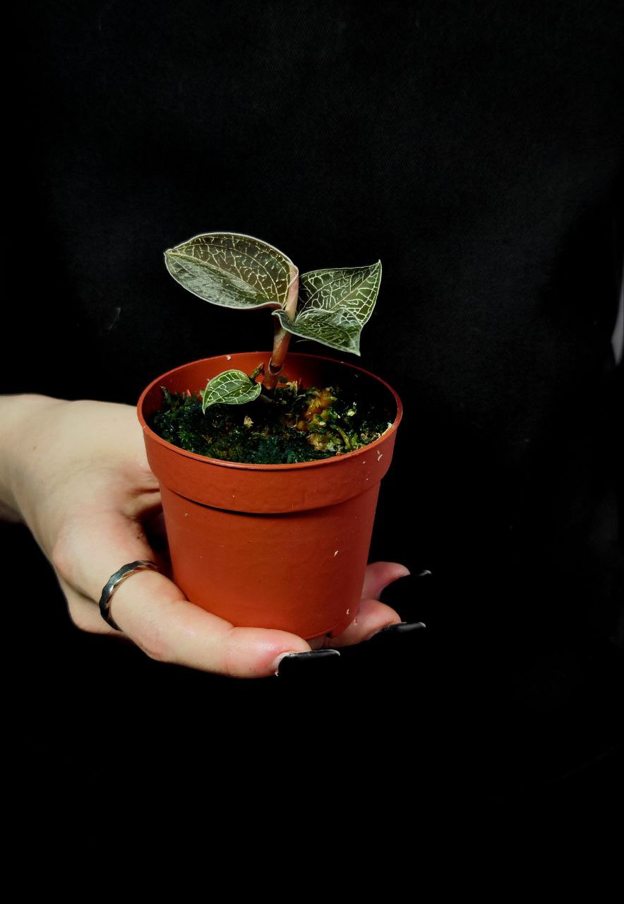 Орхидея Драгоценная Карма Оникс (Jewel Orchid Karma Onyx) D7см