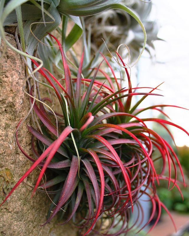 Тилландсия Брихикаулос (Tillandsia brachycaulos)