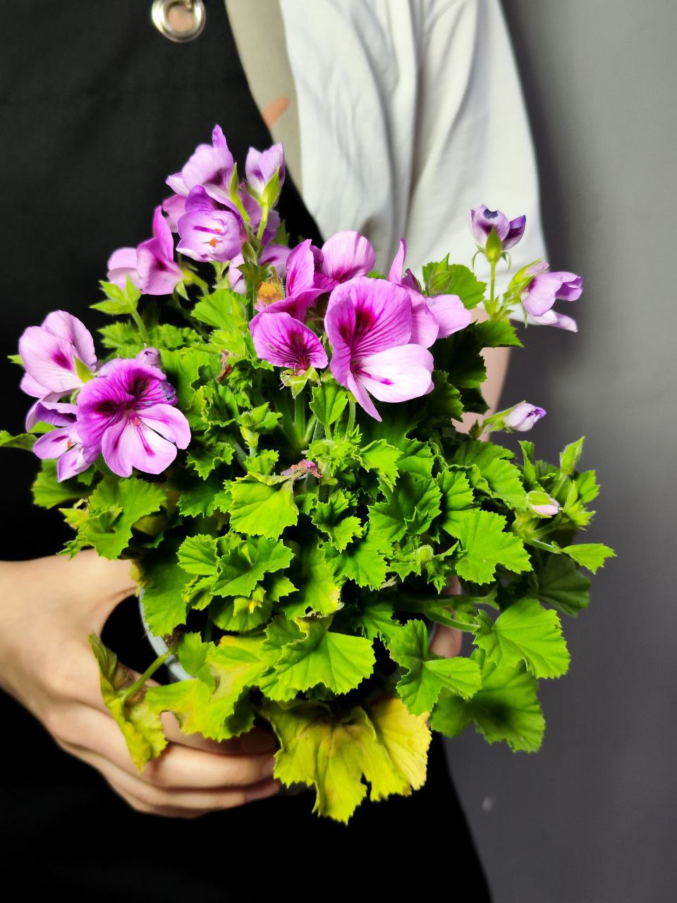 Герань, или Пеларгония Крупноцветковая (Pelargonium Grandiflorum) D12см