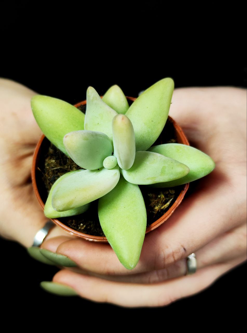 Пахифитум Вердермана (Pachyphytum Werdermannii) D5см