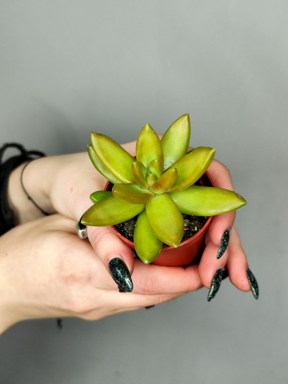 Седум Нуссбаумера (Sedum Nussbaumerianum) D5см