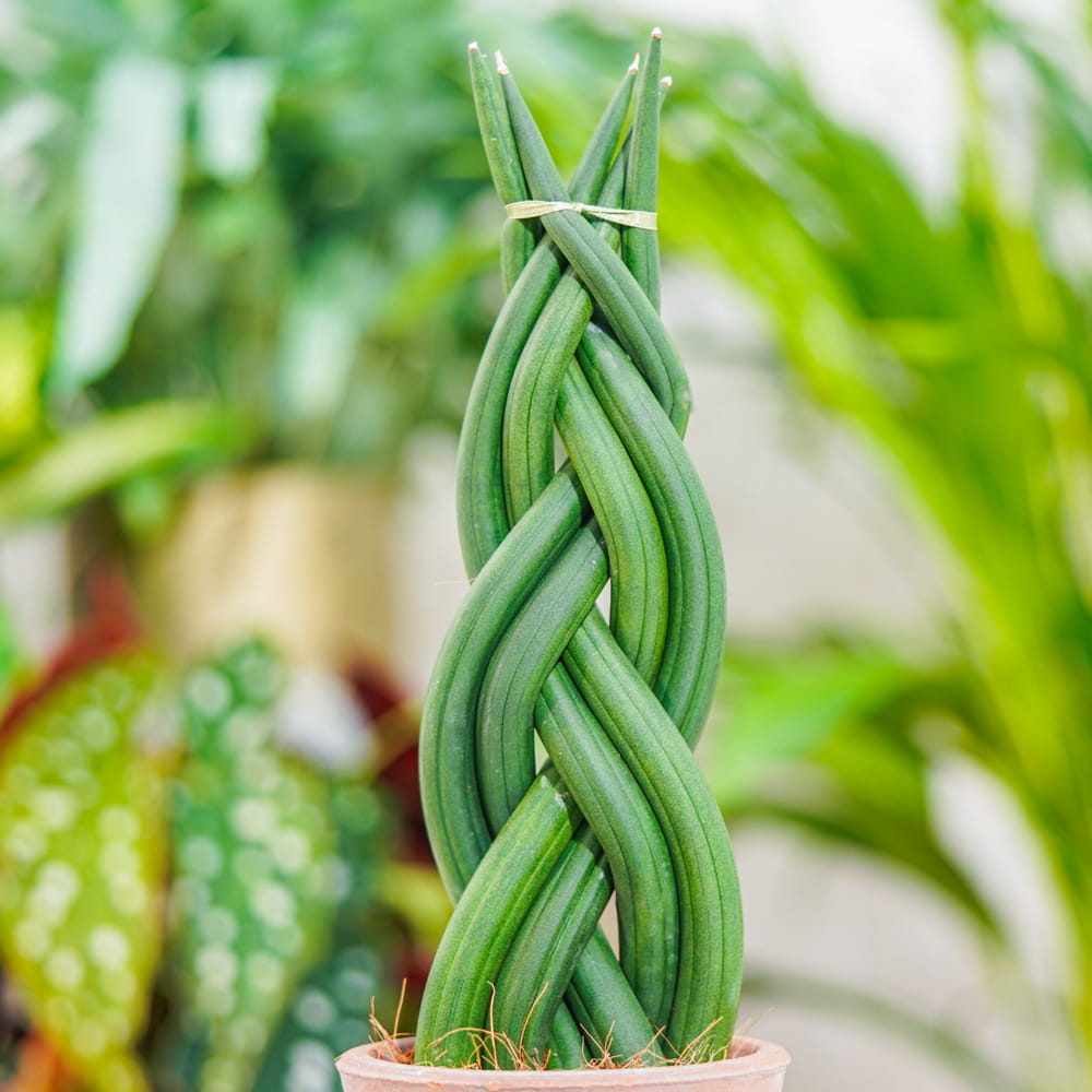 Сансевиерия Цилиндрическая Коса (Sansevieria Сylindrica Braid) D6см