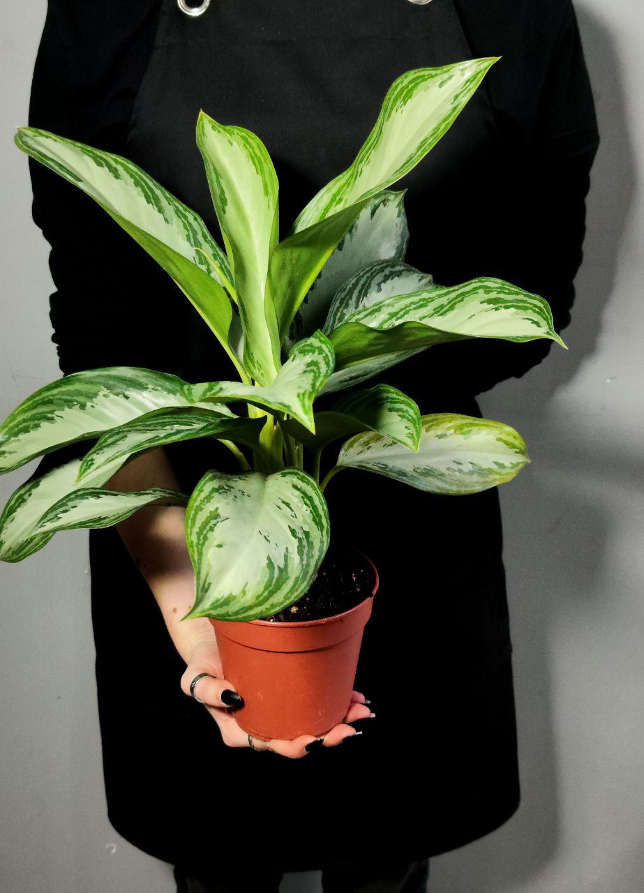 Аглаонема Сильвер Бей (Aglaonema Silver Bay) D12см