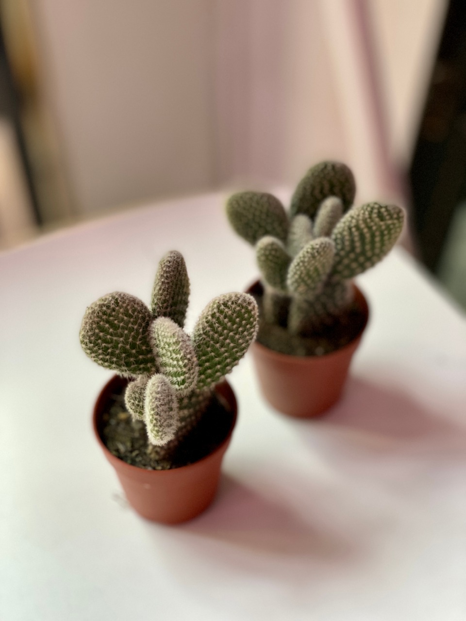 Опунция Микродазис Альба (Opuntia Microdasys Alba) D5см