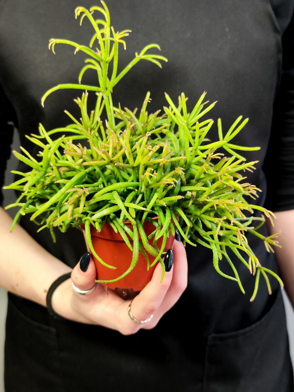 Рипсалис Кассута (Rhipsalis Cassutha) D8,5см