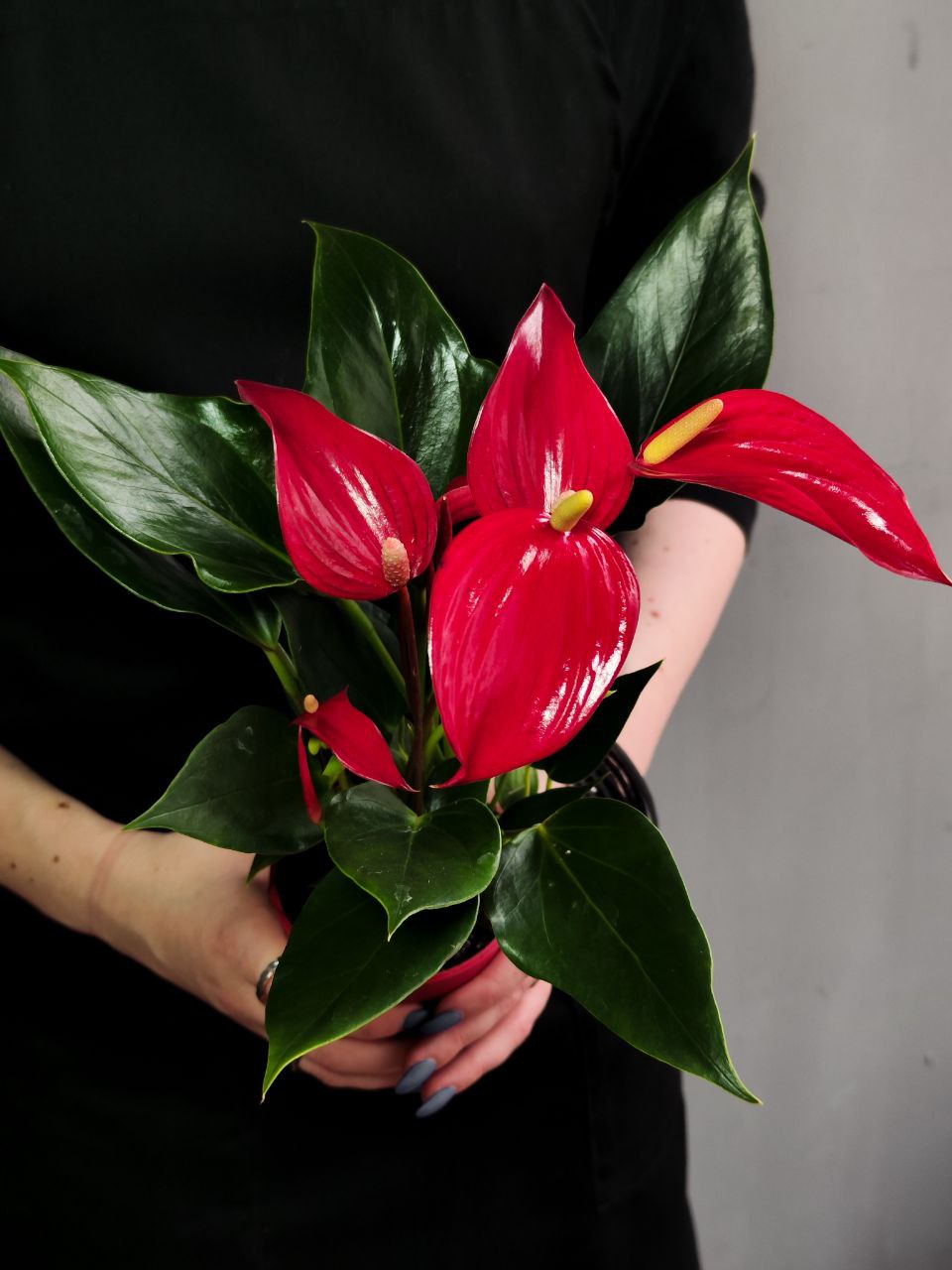 Антуриум Лилли Ред (Anthurium Lilli Red) D9см