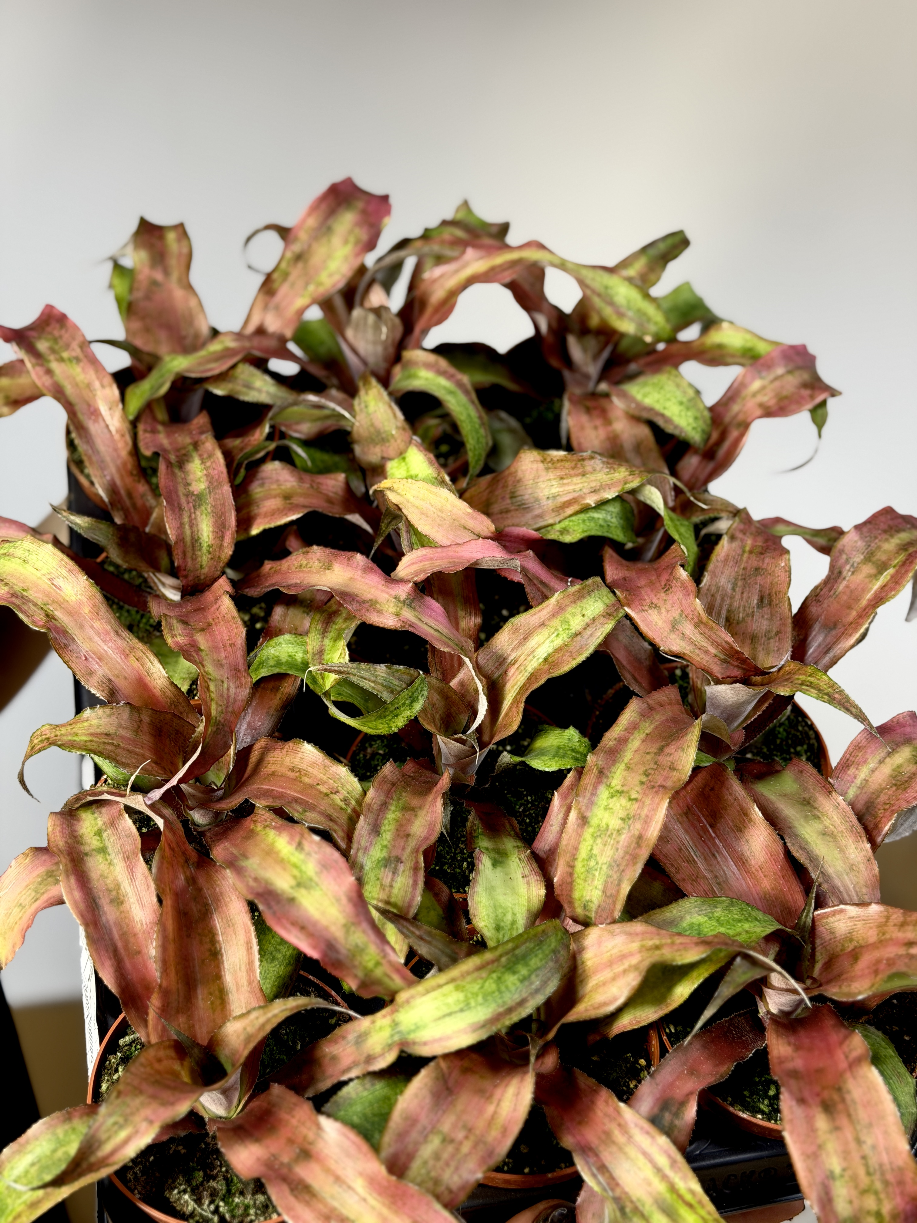 Криптантус Клубничный Фламбе (Cryptanthus Strawberry Flambee) D9см