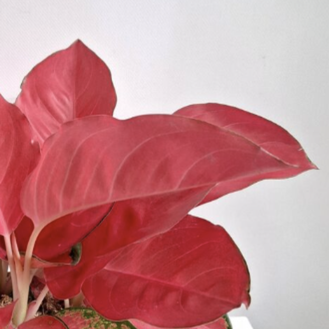 Аглаонема Чайна Ред (Aglaonema China Red) D10см