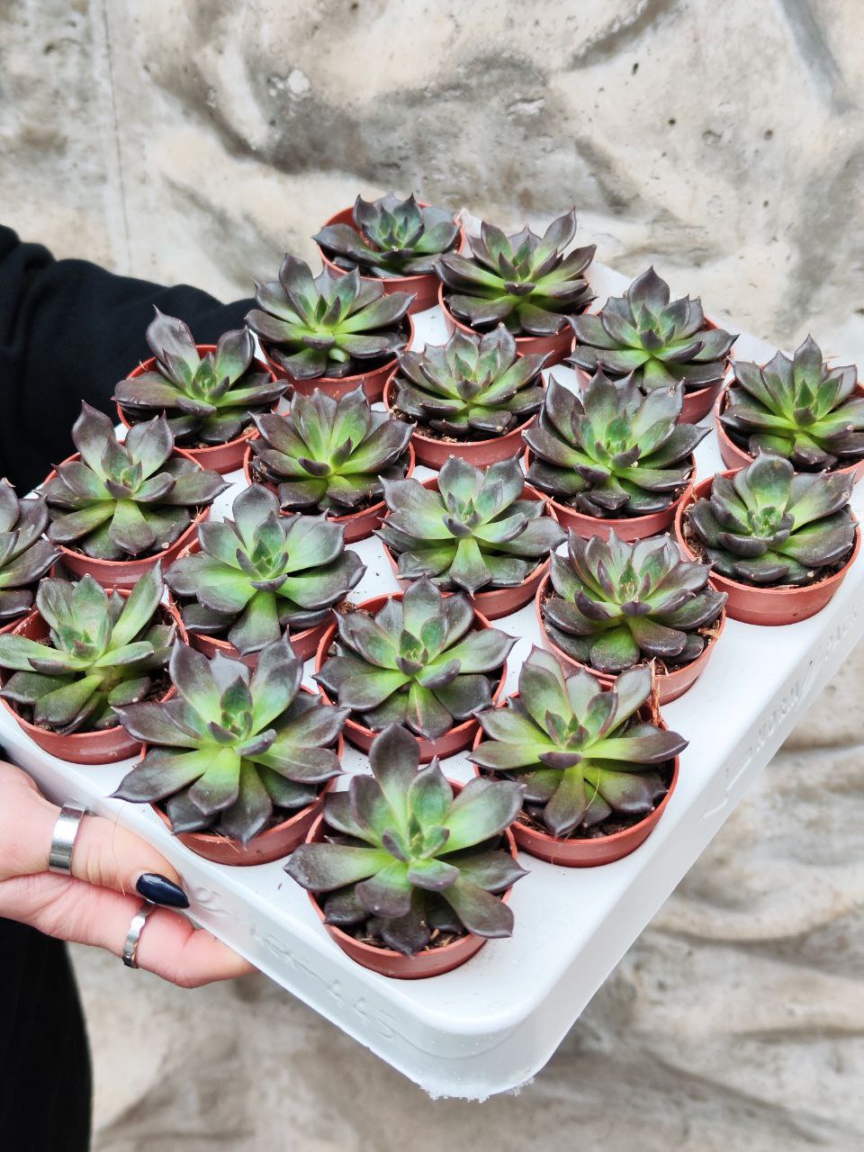 Эхеверия Черный Принц (Echeveria Black Prince) D5см