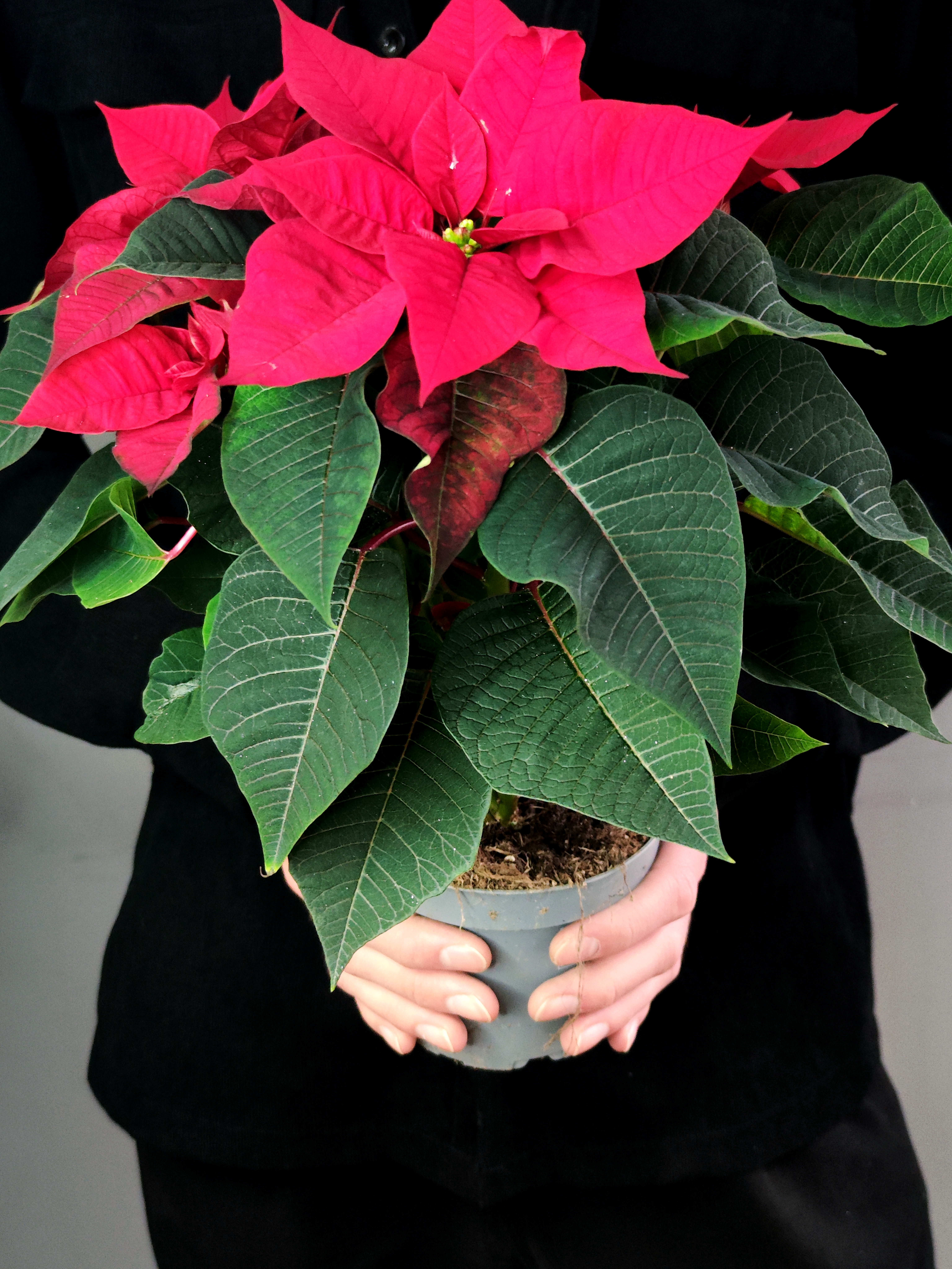 Пуансеттия Фрея Красная (Poinsettia Freya Red) D13см