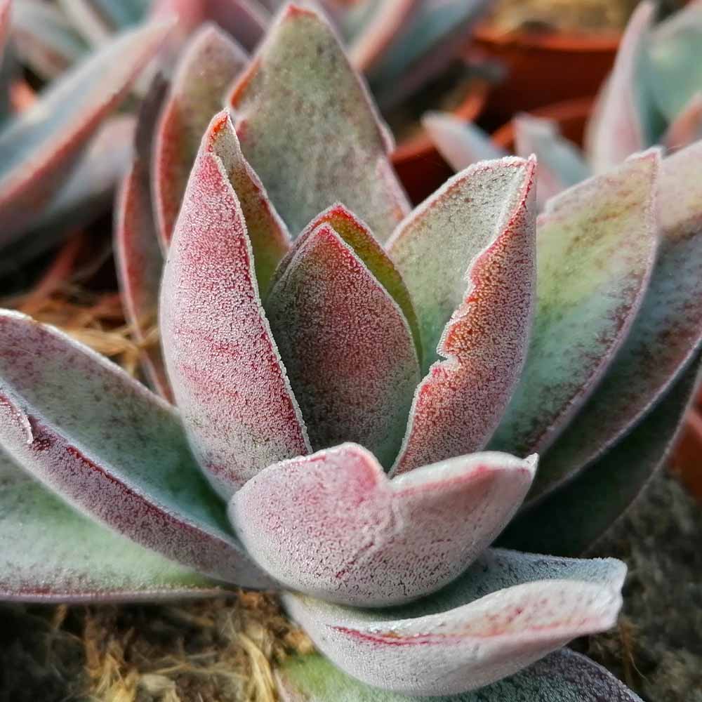 Крассула Гарнет Лотус (Crassula Garnet Lotus) D5см