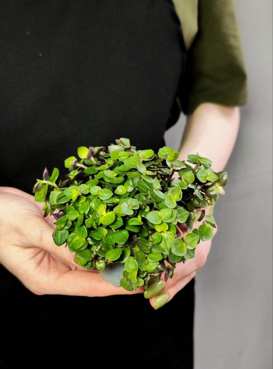 Каллизия Репенс Грин (Callisia Repens Green) D5см