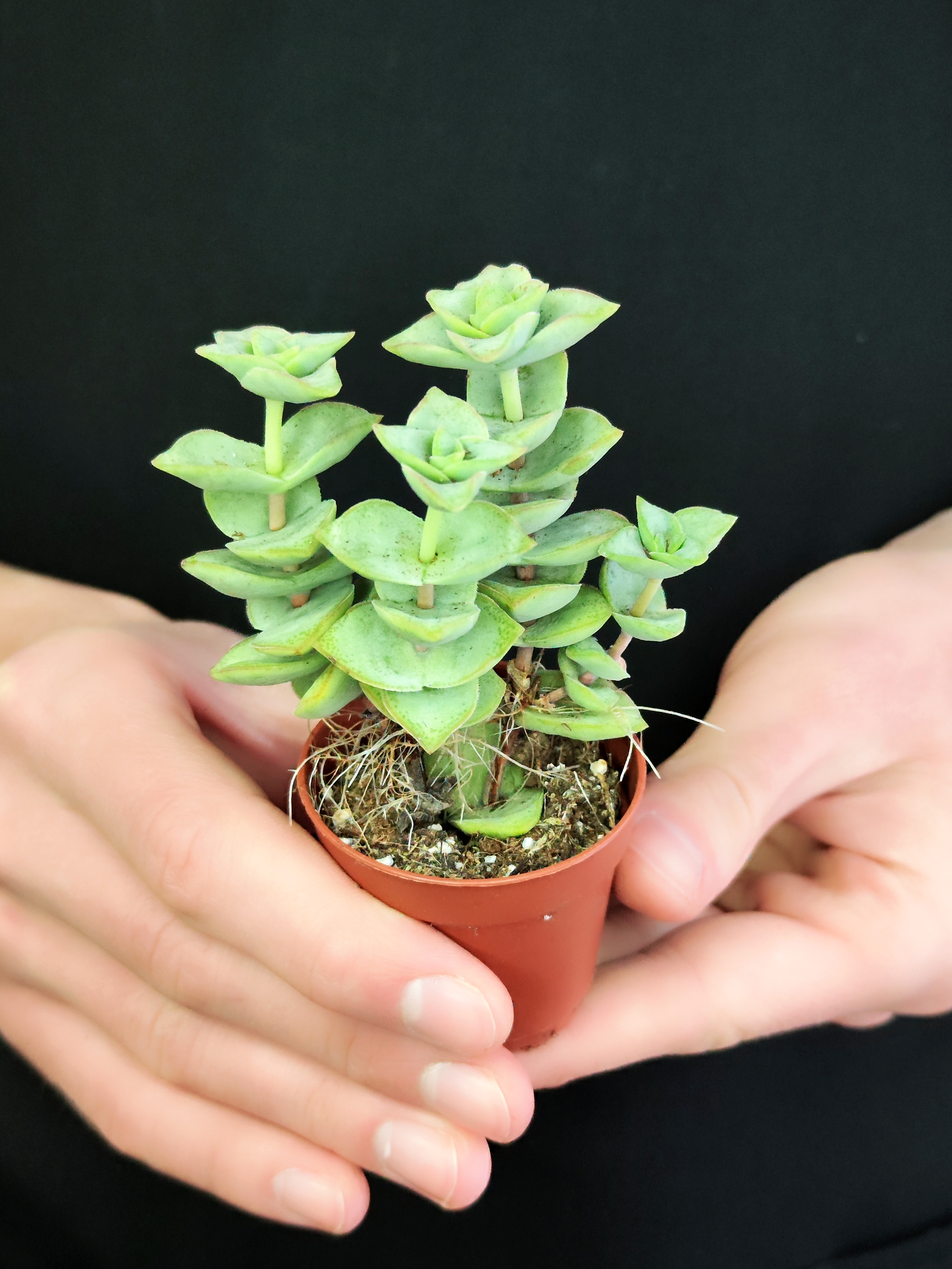 Крассула Перфората Мэджик (Crassula Perforata Magic) D5см