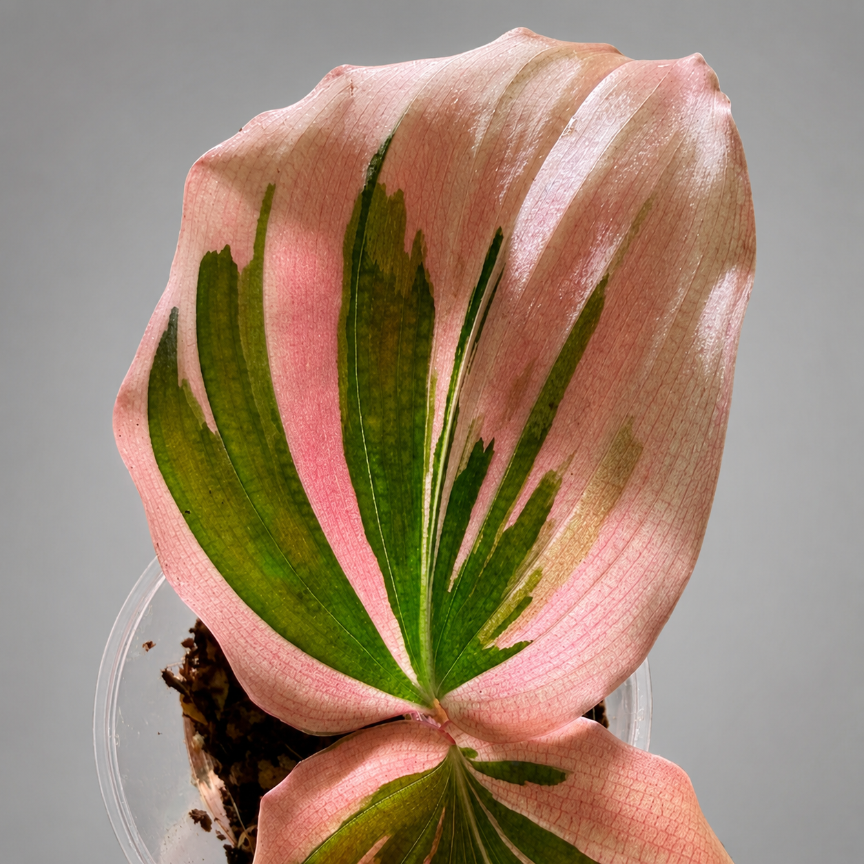 Кемпферия Вариегатная Пинк Павлин (Kaempferia Pavo Pink Variegated) D13см