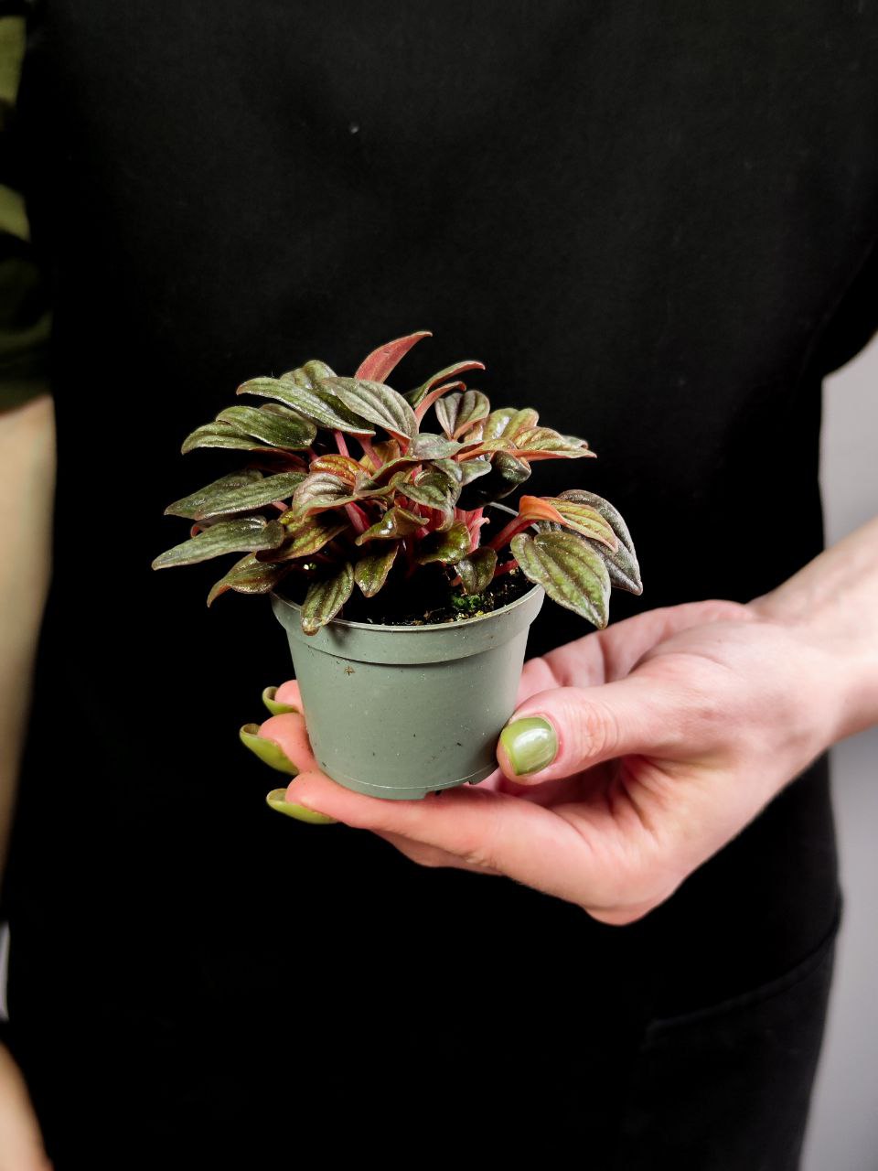 Пеперомия Лима (Peperomia Lima) D5см
