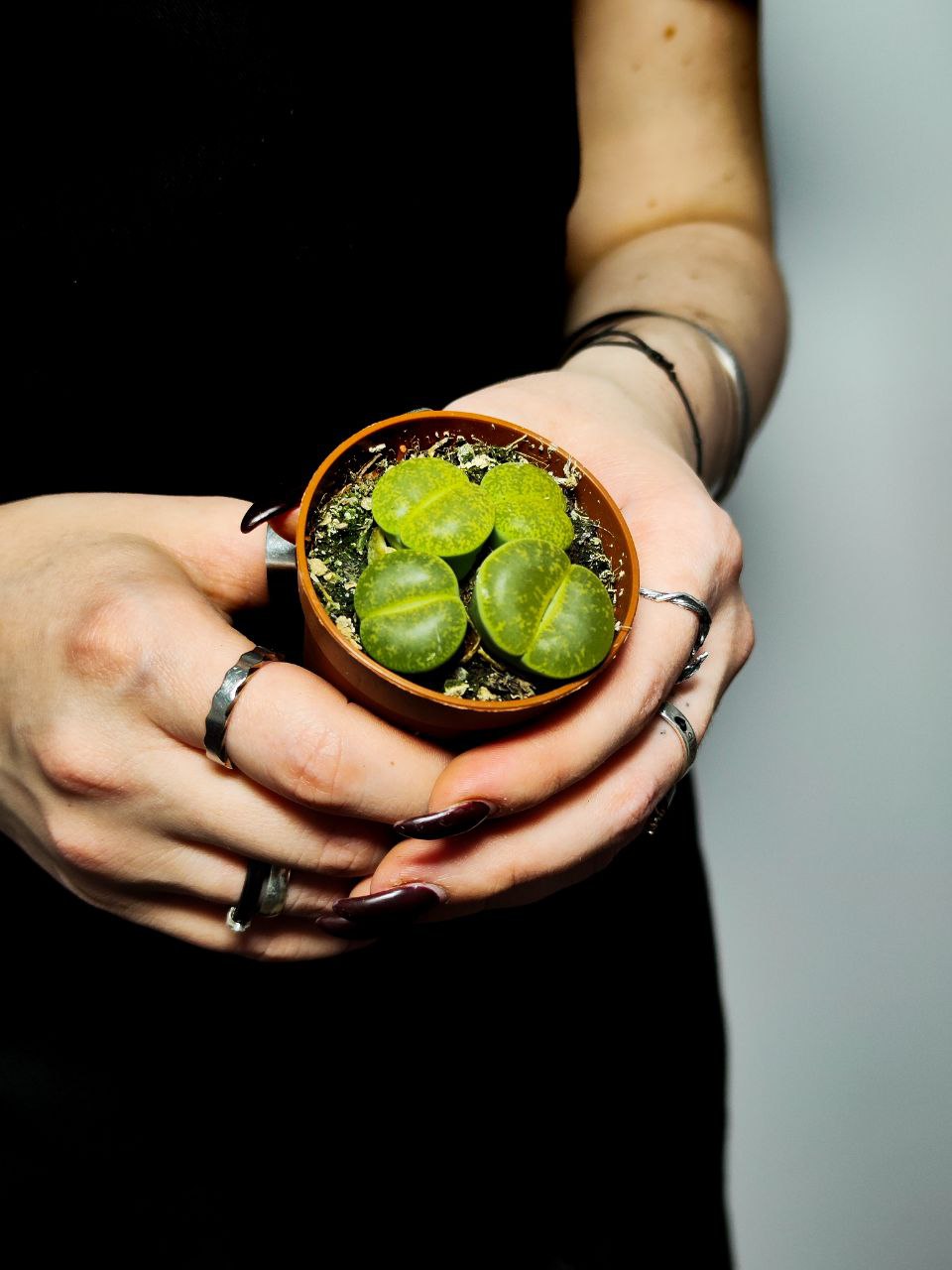 Литопсы Грин (Lithops Green Group) D5см