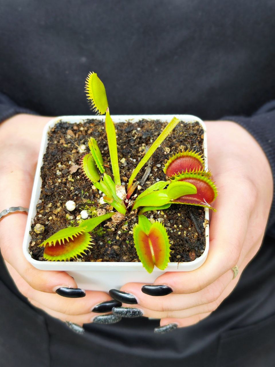 Венерина Мухоловка Гигантская Пилообразнозубая (Dionaea Muscipula South West Giant x Sawtooth) D9см