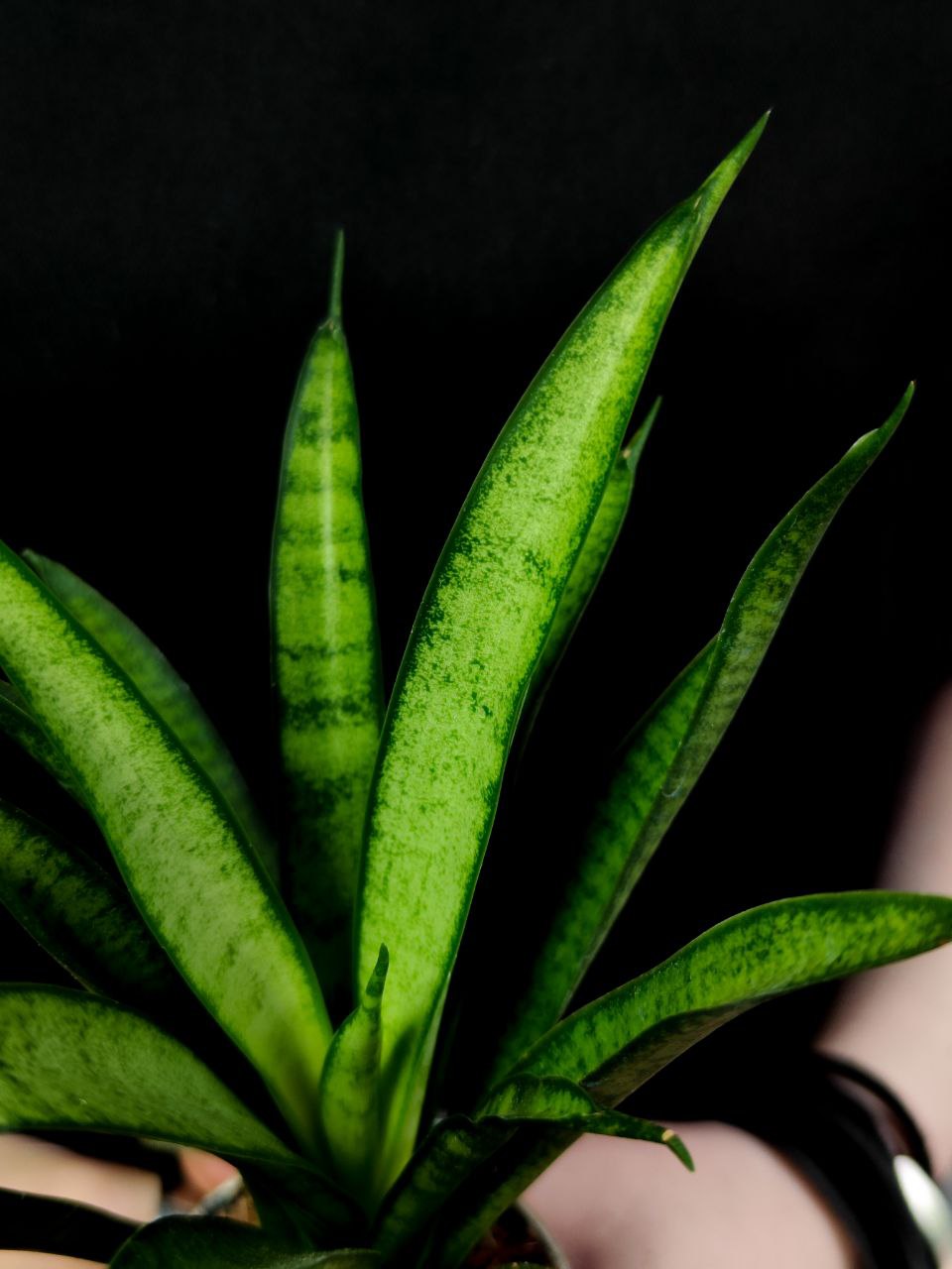 Сансевиерия Пантера (Sansevieria Panthera) D6см