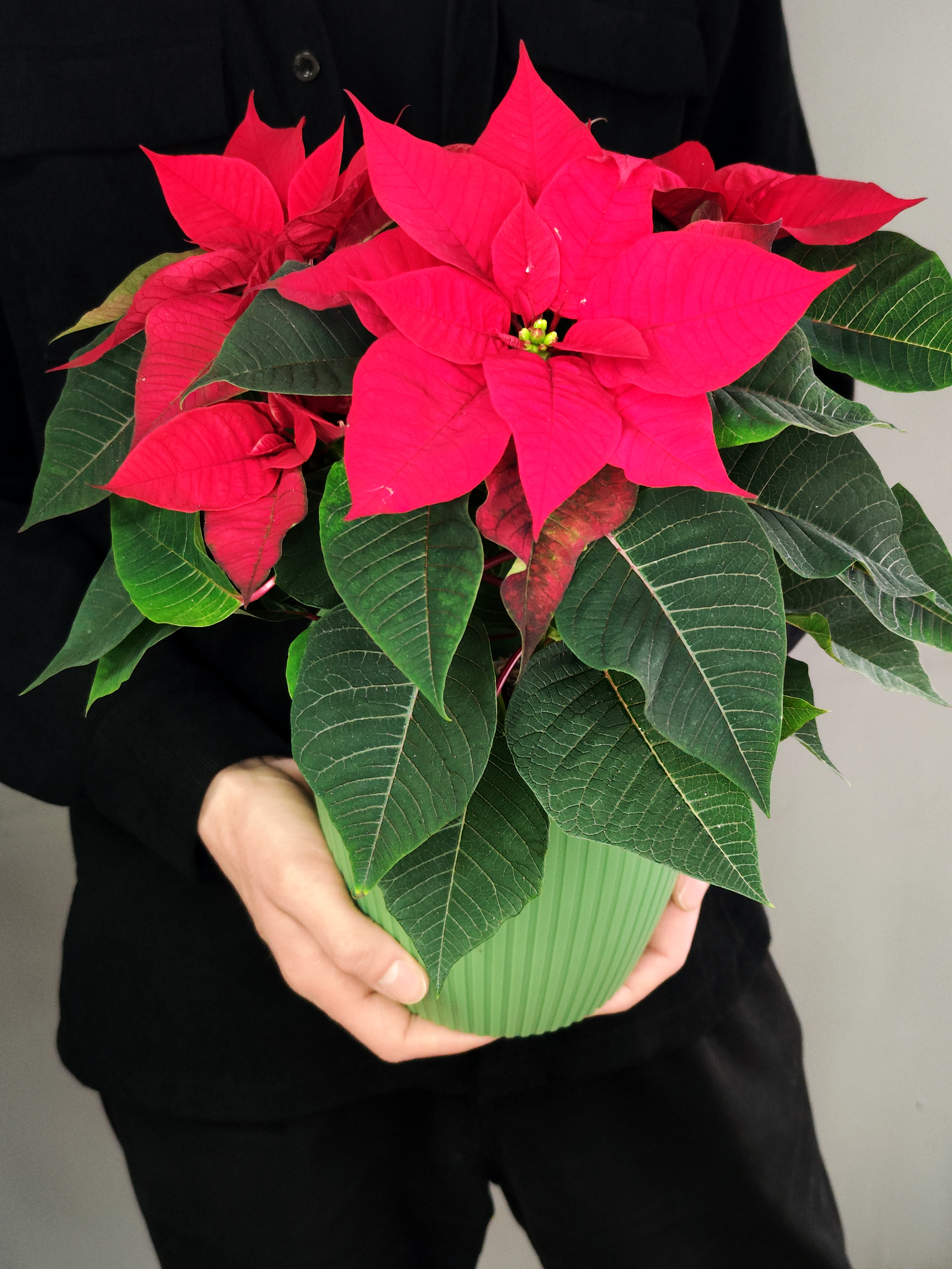 Пуансеттия Фрея Красная (Poinsettia Freya Red) Пересаженная D15см