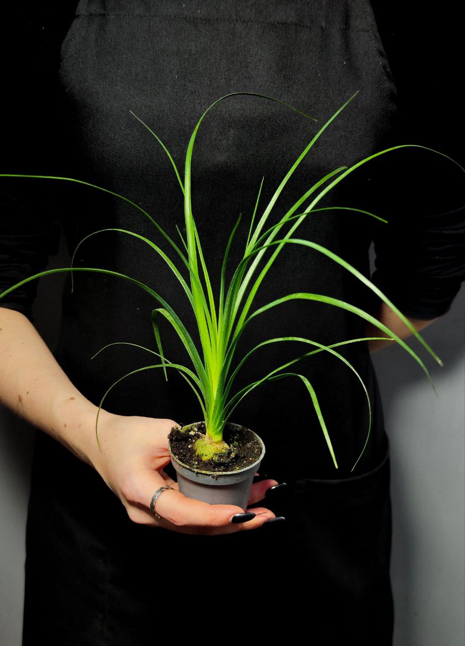 Нолина Бокарнея (Beaucarnea Nolina) D6см