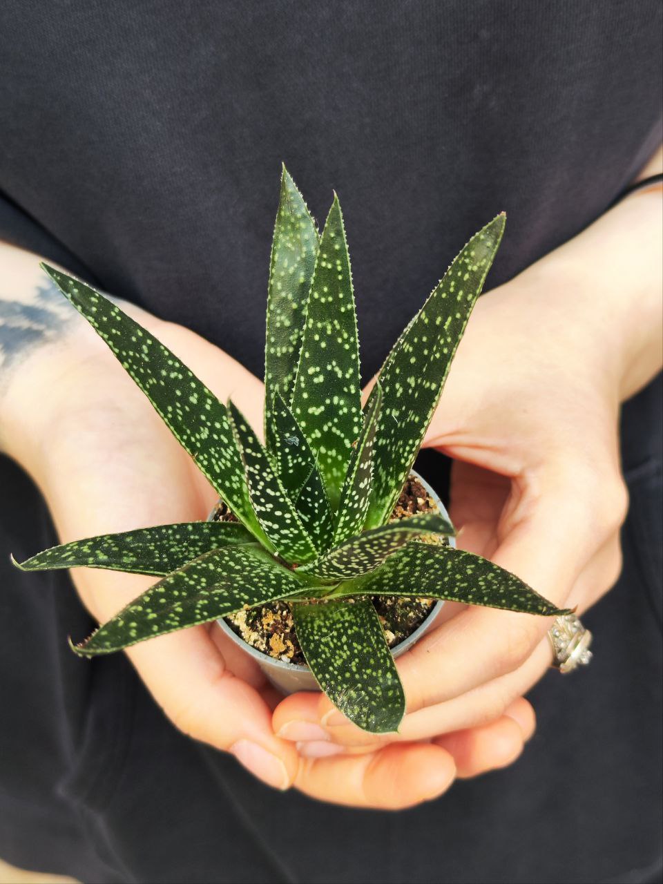 Гастерия Аполло (Gasteria Apollo) D5см