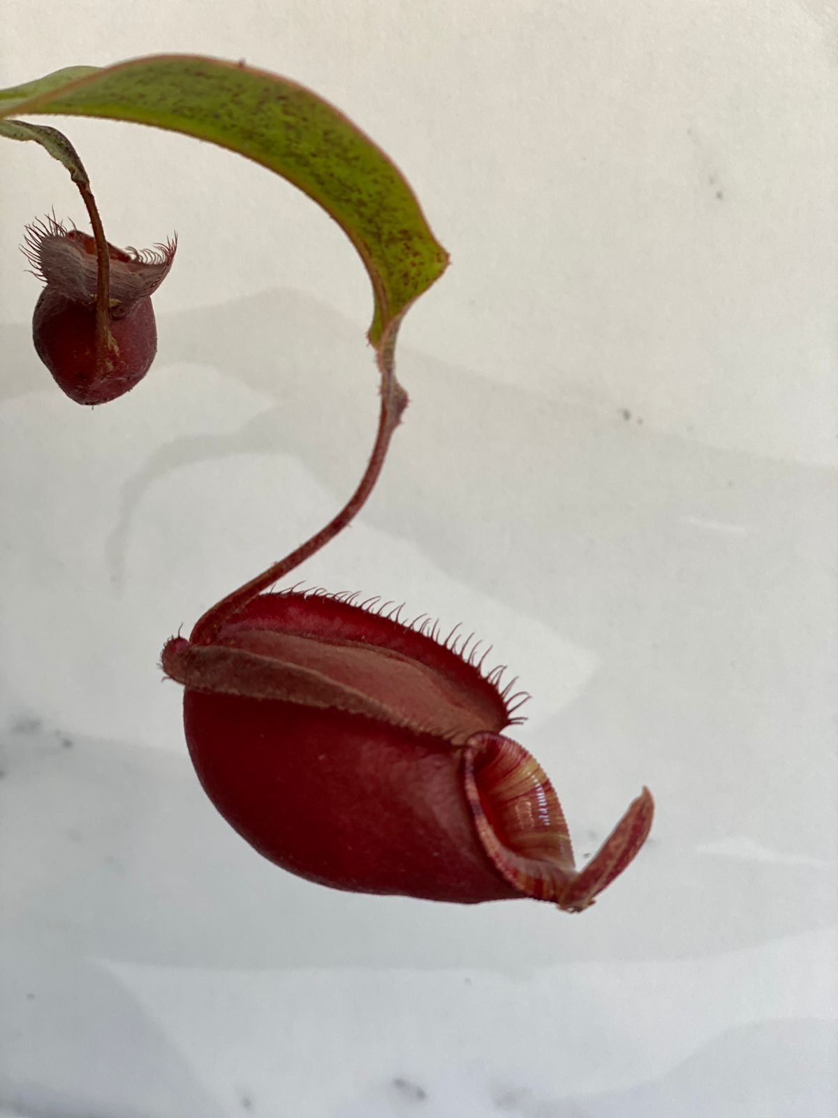 Непентес Ампулярия Красная (Nepenthes Ampullaria Red) D9см