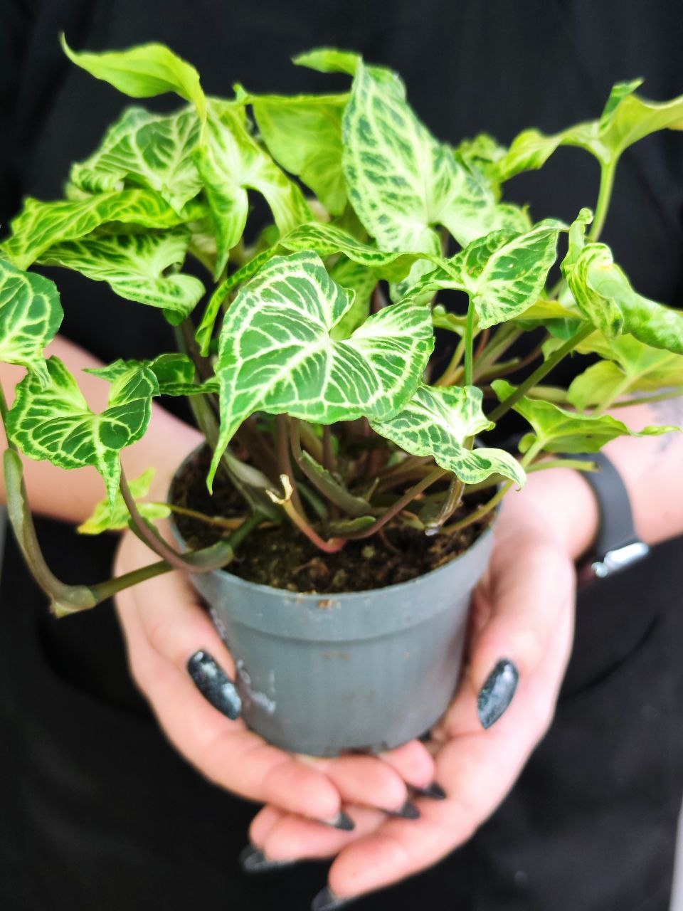 Сингониум Батик (Syngonium Batik) D11см