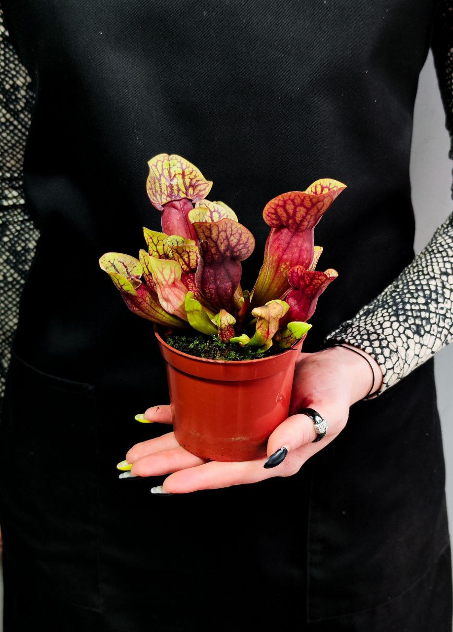Саррацения Дракула (Sarracenia Dracula) D9см