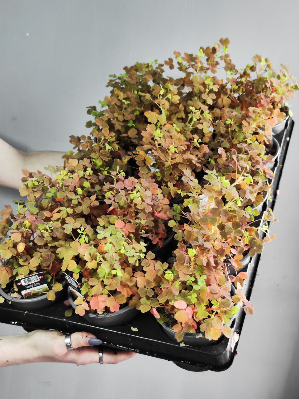 Оксалис Голд, Кислица (Oxalis Gold) D10см