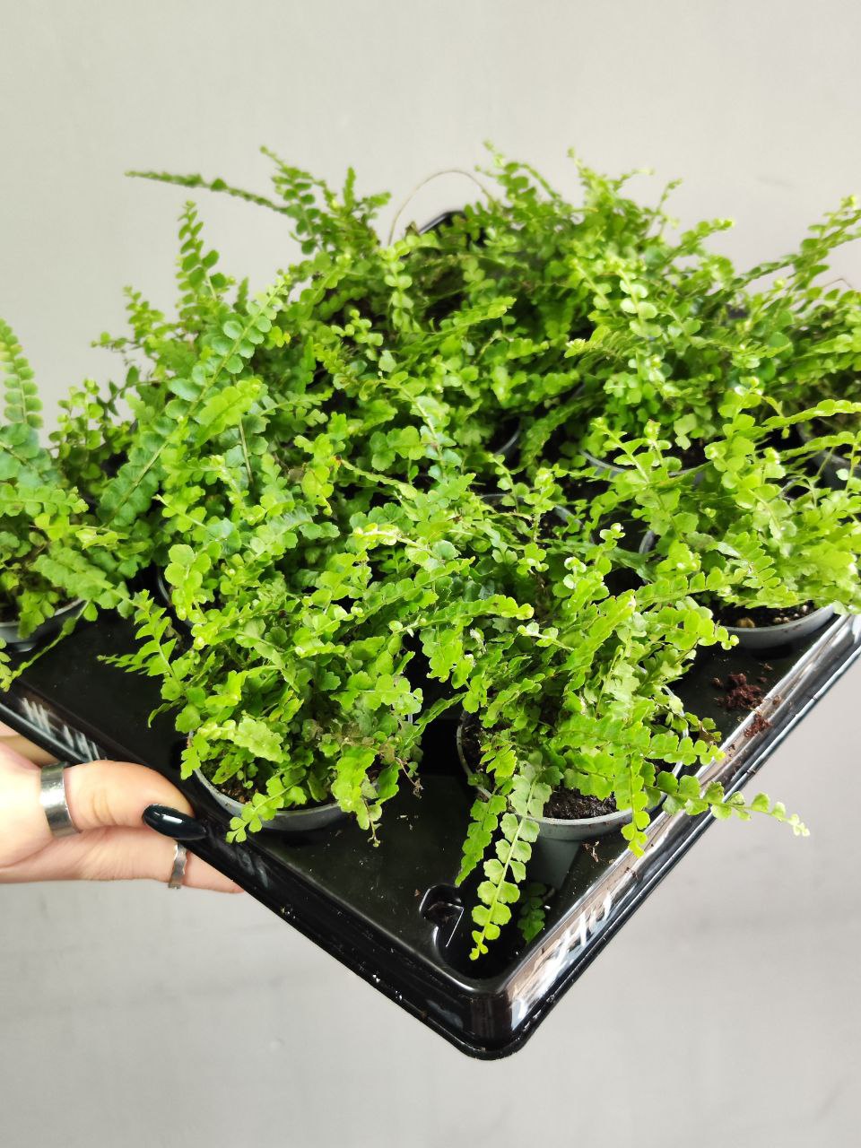 Нефролепис Даффи (Nephrolepis Exaltata Duffy) D6см
