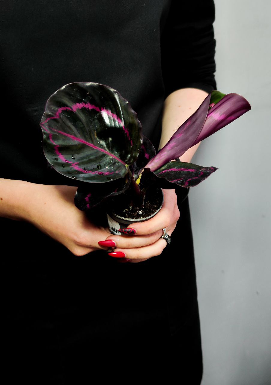 Калатея Розеопикта Дотти (Calathea Roseopicta Dottie) D6см
