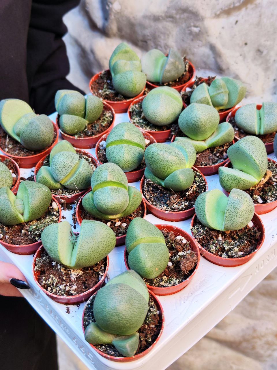 Плейоспилос Нелли Одиночный (Pleiospilos Nelii) D5см