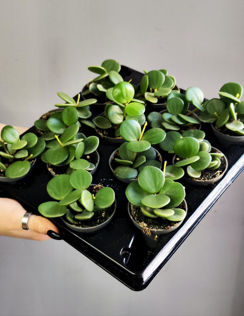Пеперомия Тетрафилла Хоуп (Peperomia Tetraphylla Hope) D5см