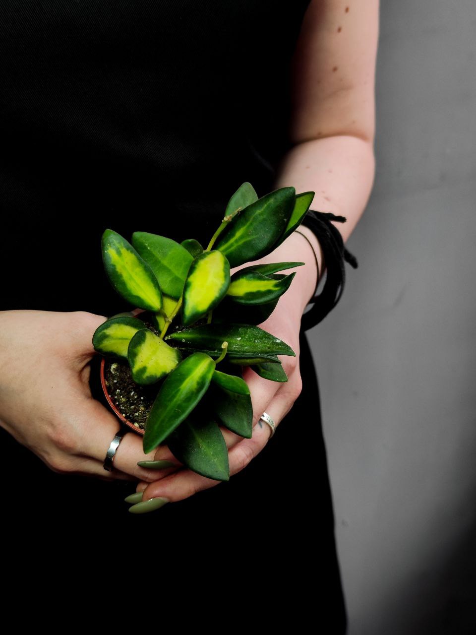 Хойя Буртони Вариегата (Hoya Burtoniae Variegata) D6см