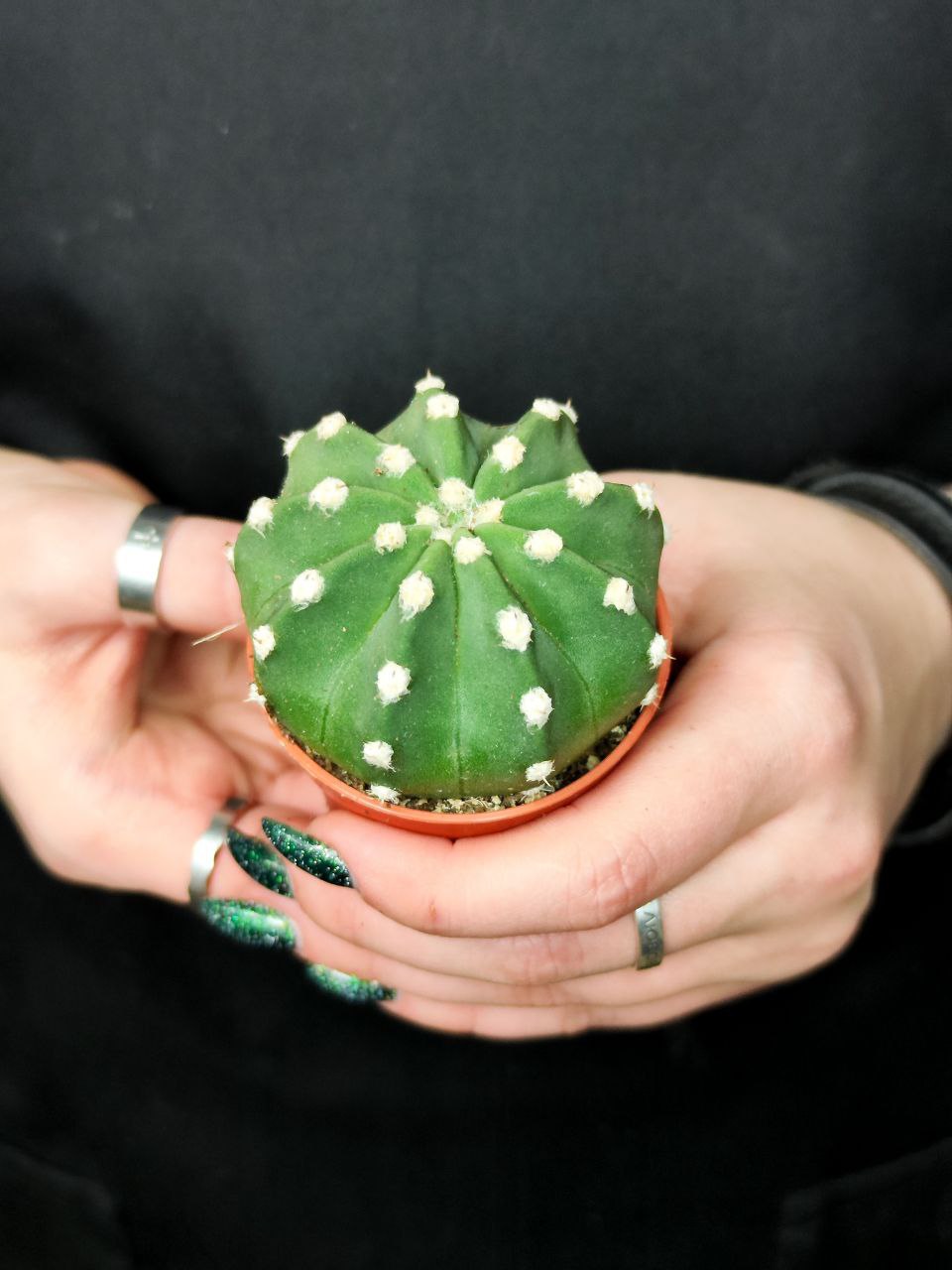 Кактус Эхинопсис Денудатум, одиночный (Echinopsis Denudatum) D5см
