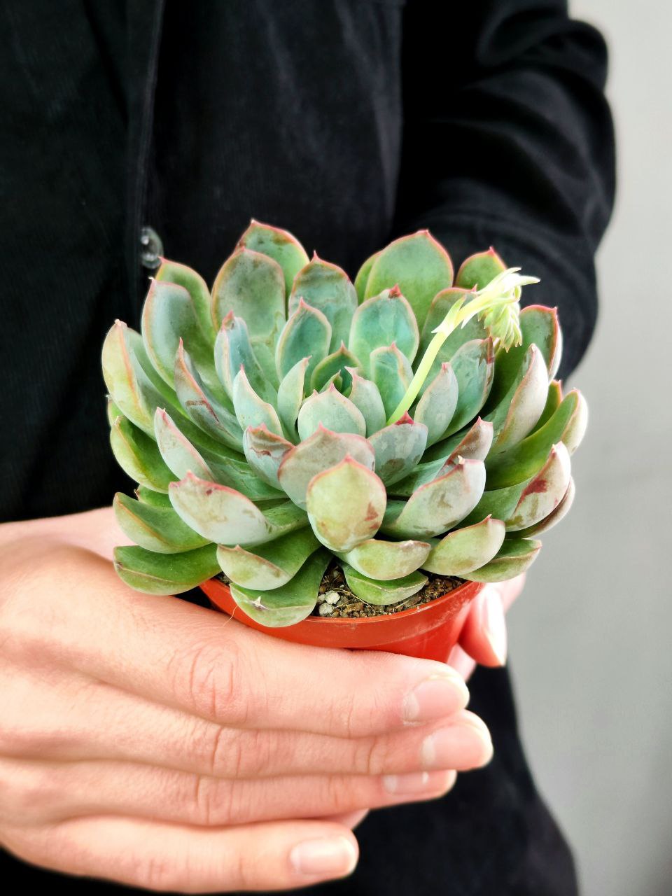 Эхеверия Саммер (Echeveria Summer) D8,5см