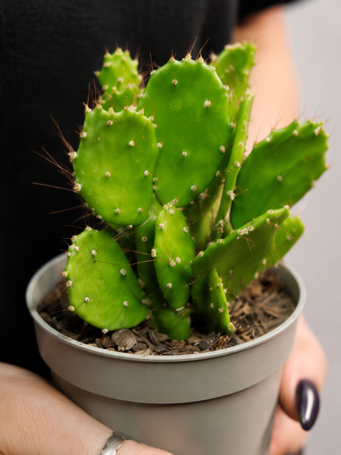 Опунция Бразильская (Opuntia Brasiliensis) D6см