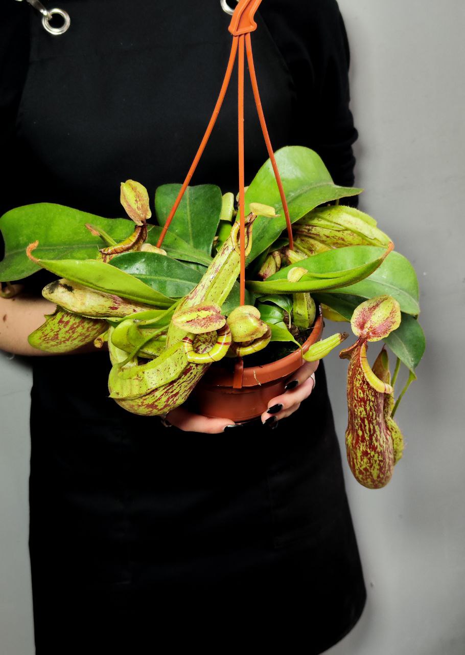 Непентес Мохито (Nepenthes Mojito) D14см