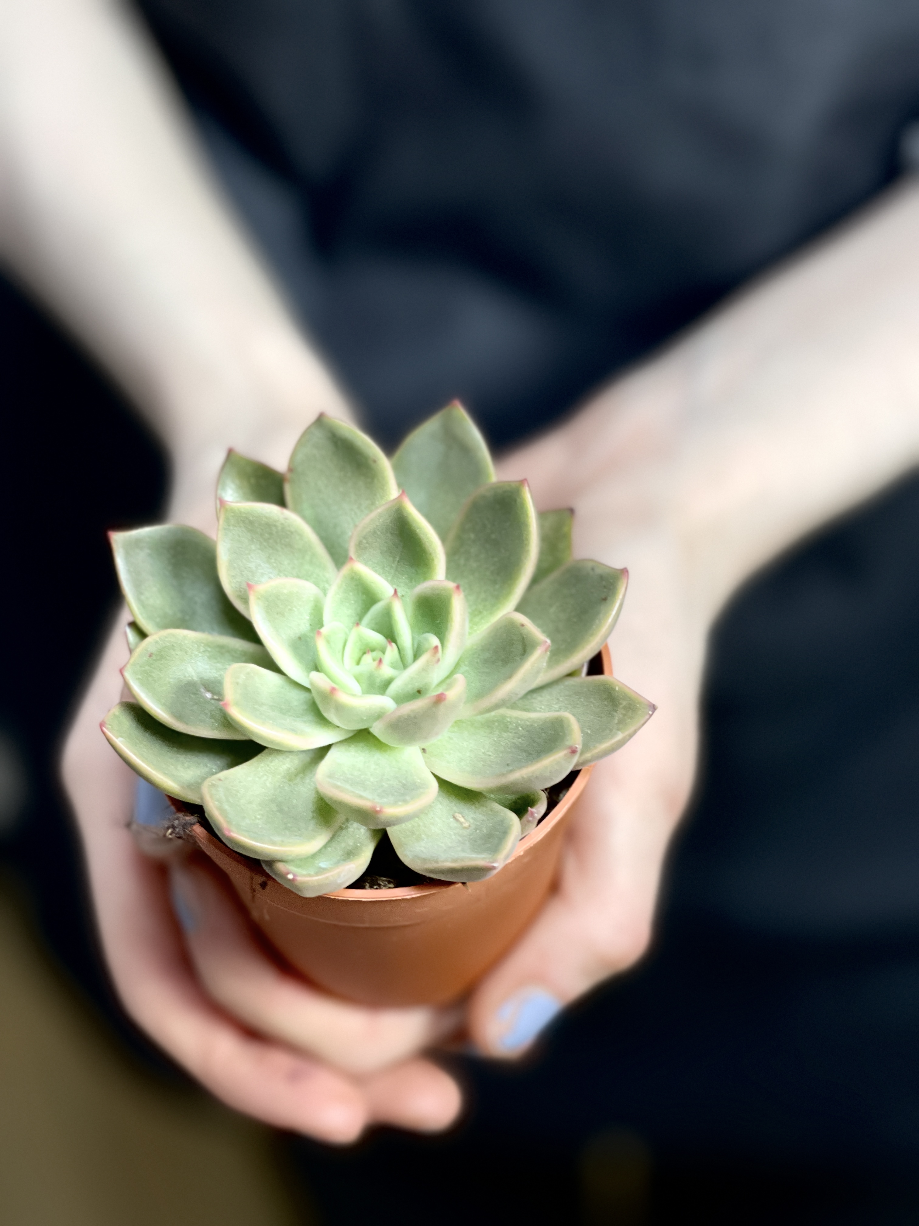 Эхеверия Мира (Echeveria Agavoides Mira) D5см