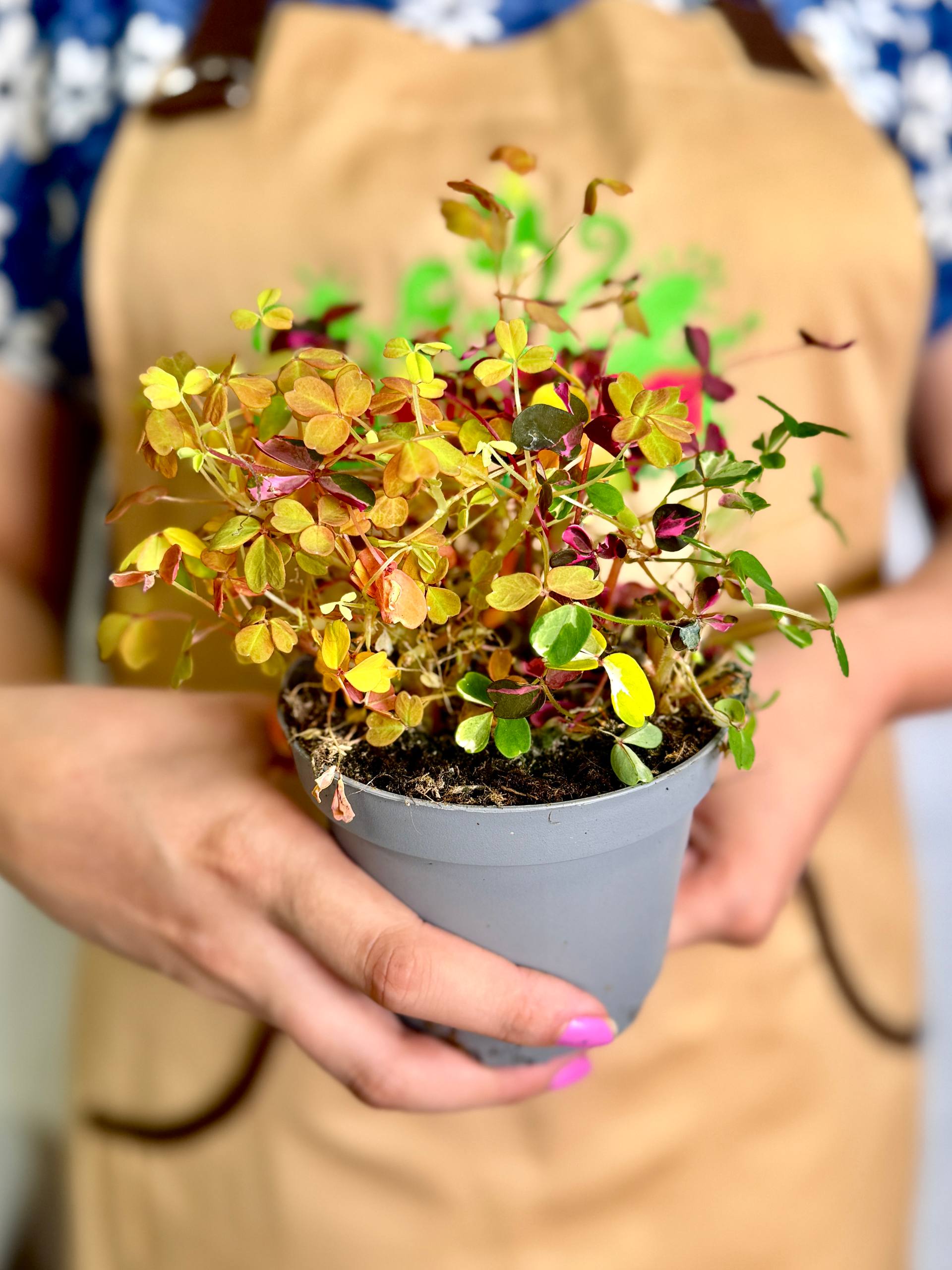 Оксалис Голд, Кислица (Oxalis Gold) D10см